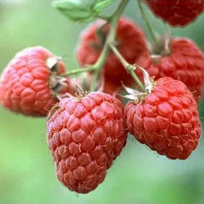 Малина ХЕРИТЕЙДЖ  Малина ХЕРИТЕЙДЖ в Калининграде