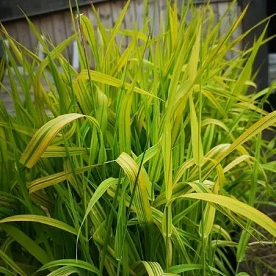 Фалярис АРКТИК САН тростниковый  Фалярис АРКТИК САН тростниковый в Калининграде