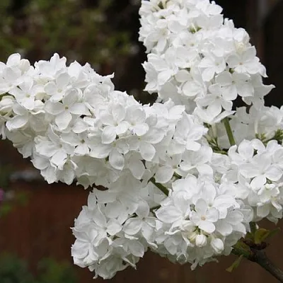 Сирень ФЛОРА  Сирень ФЛОРА в Калининграде