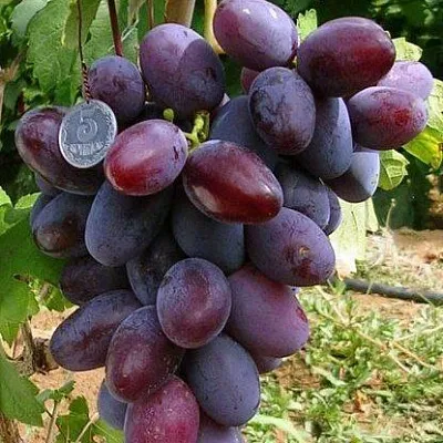 Средние сорта  Средние сорта в Калининграде