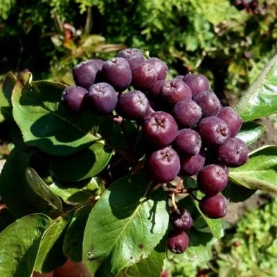 Рябина ЛИКЁРНАЯ сладкоплодная в Калининграде