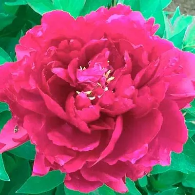 Пион ОСТРОВНОЙ МИНИСТР древовидный  Пион ОСТРОВНОЙ МИНИСТР древовидный в Калининграде