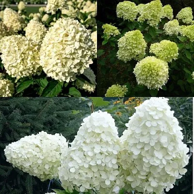 Комплект НЕЖНЫЙ КАПУЧИНО в Калининграде