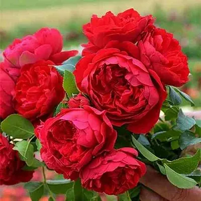 Саженцы роз ФЛОРЕНТИНА плетистая  Саженцы роз ФЛОРЕНТИНА плетистая в Калининграде