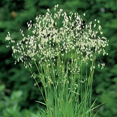 Трясунка средняя  Трясунка средняя в Калининграде