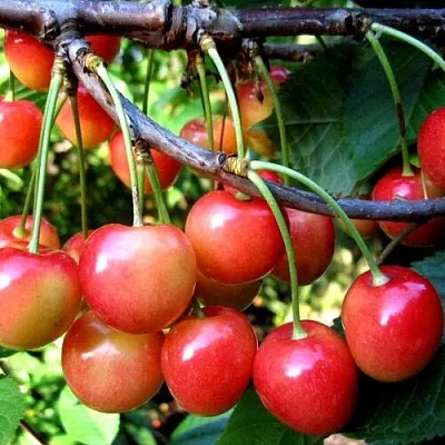 Черешня БРЯНСКАЯ РОЗОВАЯ