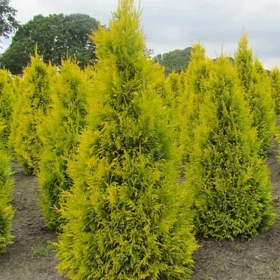 Туя САНКИСТ западная  Туя САНКИСТ западная в Калининграде