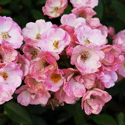 Саженцы роз АЛДЕН БИЗЕН мускусная  Саженцы роз АЛДЕН БИЗЕН мускусная в Калининграде