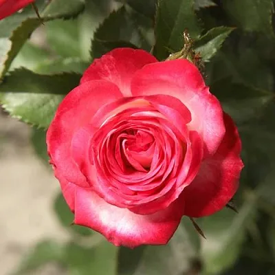 Саженцы роз САФИНА спрей  Саженцы роз САФИНА спрей в Калининграде