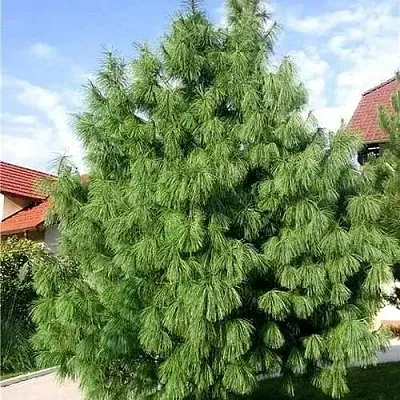 Сосна гриффита  Сосна гриффита в Калининграде