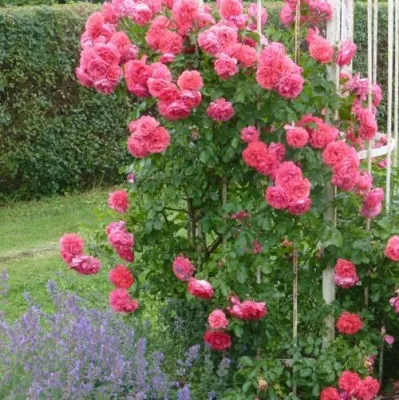 Саженцы роз РОЗЕУМ ЮТЕРСОН плетистая в Калининграде