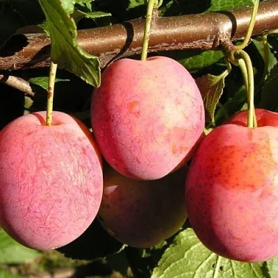 Слива ВИКТОРИЯ  Слива ВИКТОРИЯ в Калининграде