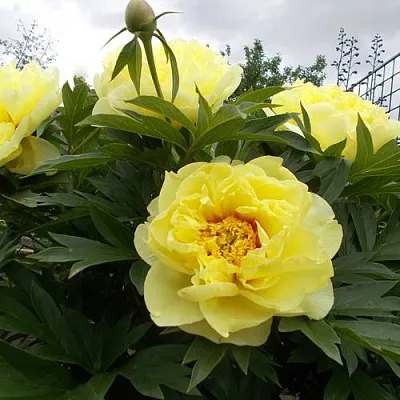 Пион БАРЦЕЛЛА ито-гибрид  Пион БАРЦЕЛЛА ито-гибрид в Калининграде