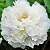 Пион БЕЛЫЙ СНЕГ древовидный в Калининграде