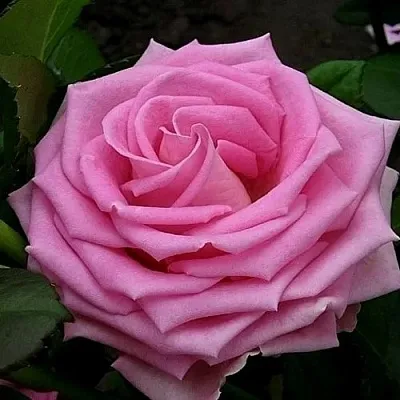 Саженцы роз АКВА чайно-гибридная в Калининграде