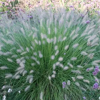 Пеннисетум ХАМЕЛН  Пеннисетум ХАМЕЛН в Калининграде