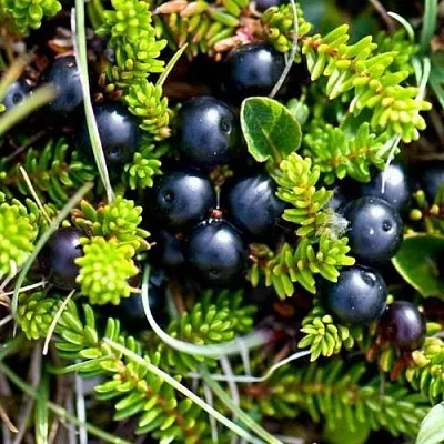 Водяника  Водяника в Калининграде