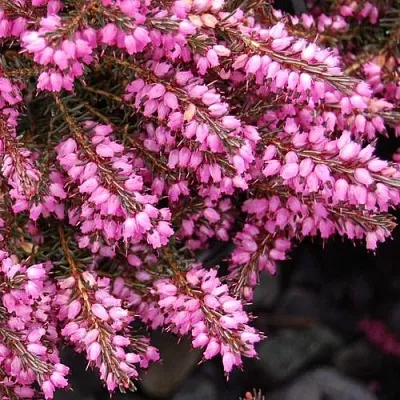 Эрика СТИНКЕ дарленская  Эрика СТИНКЕ дарленская в Калининграде