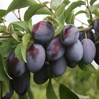 Слива РЕНКЛОД  Слива РЕНКЛОД в Калининграде