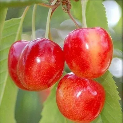 Черешня МЕДУНИЦА в Калининграде