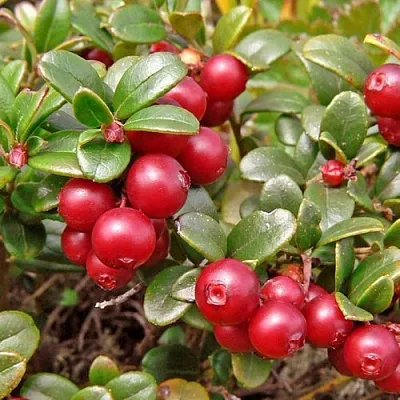 Брусника садовая АМЕРЛАНД  Брусника садовая АМЕРЛАНД в Калининграде