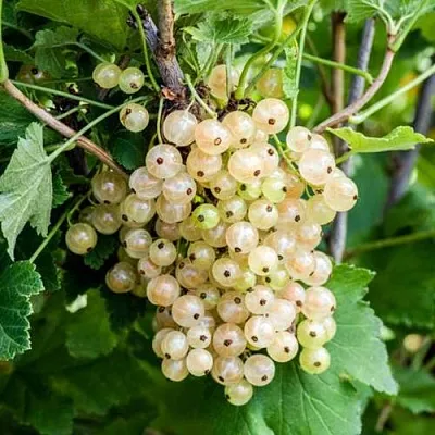 Смородина белая БЕЛАЯ ПОТАПЕНКО  Смородина белая БЕЛАЯ ПОТАПЕНКО в Калининграде