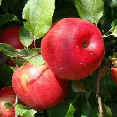 Яблоня ВАЛЕРИЯ в Калининграде