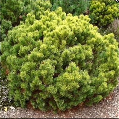 Ель ДАНС ДВАРФ обыкновення в Калининграде