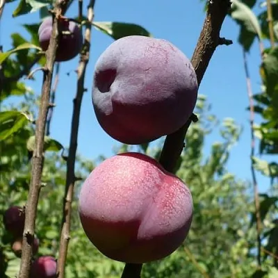 Плумкот ВЕЙ ВОНГ  Плумкот ВЕЙ ВОНГ в Калининграде