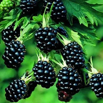 Ежевика КИТАНИНИ бесшипная в Калининграде