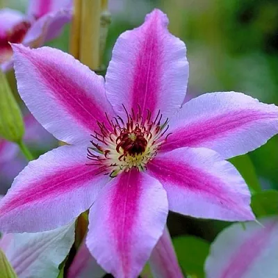 Клематис НЕЛЛИ МОЗЕР  Клематис НЕЛЛИ МОЗЕР в Калининграде