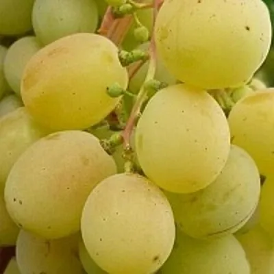 Виноград ТАЛИСМАН  Виноград ТАЛИСМАН в Калининграде