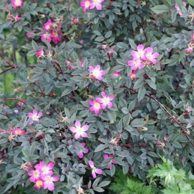 Саженцы роз сизая — описание сорта Саженцы роз сизая в Калининграде