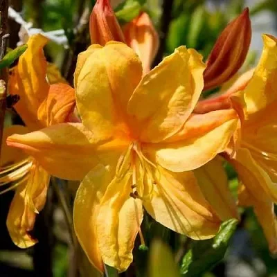 Азалия ГОЛДЕН ЛАЙТС листопадная  Азалия ГОЛДЕН ЛАЙТС листопадная в Калининграде