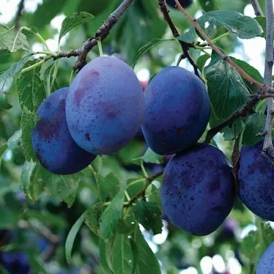 Слива ЭМПРЕСС  Слива ЭМПРЕСС в Калининграде