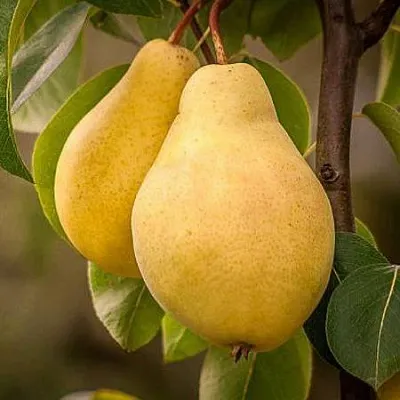 Осенние сорта в Калининграде