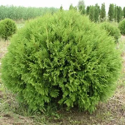 Туя ГЛОБОЗА западная  Туя ГЛОБОЗА западная в Калининграде