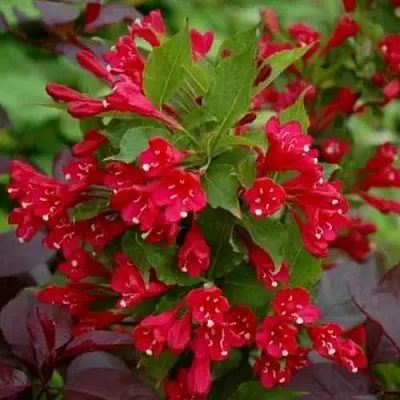 Вейгела РЕД ПРИНЦ  Вейгела РЕД ПРИНЦ в Калининграде