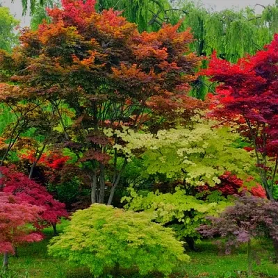 Лиственные деревья в Калининграде