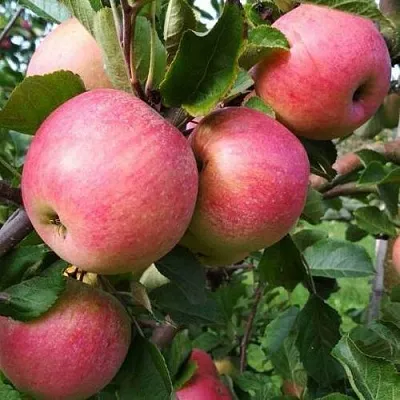 Яблоня ТЕРЕМОК  Яблоня ТЕРЕМОК в Калининграде