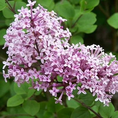 Сирень ПАЛИБИН   Сирень ПАЛИБИН  в Калининграде