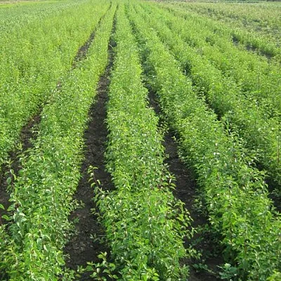 Подвой в Калининграде