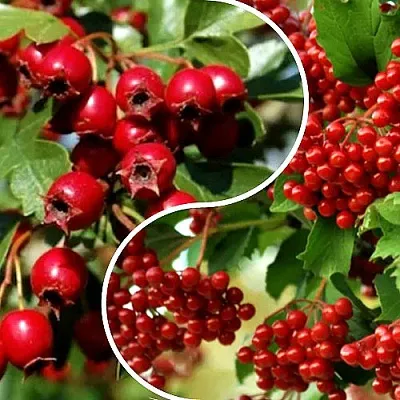 Комплект БУДЬ ЗДОРОВ в Калининграде