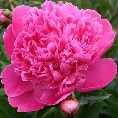 Пион ЭДУЛИС СУПЕРБА травянистый  Пион ЭДУЛИС СУПЕРБА травянистый в Калининграде