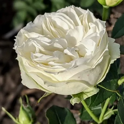 Саженцы роз ВАЙТ ПИАНО чайно-гибридная  Саженцы роз ВАЙТ ПИАНО чайно-гибридная в Калининграде