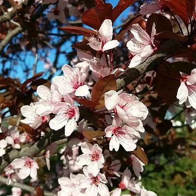 Слива ВУДИ растопыренная  Слива ВУДИ растопыренная в Калининграде