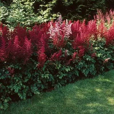 Астильба ГРАНАТ Арендса в Калининграде