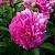 Пион ФЕЛИКС КРАУССЕ травянистый в Калининграде
