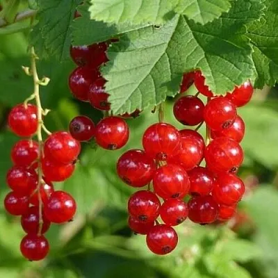 Смородина красная РОНДОМ в Калининграде