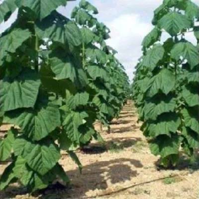 Павлония ПАО ТОГН Z07 в Калининграде